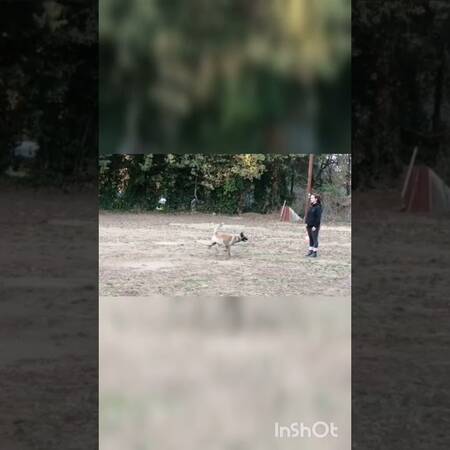 entrainement_section_obeissance