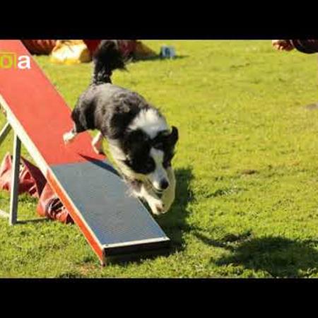 concours_agility_mars_2019