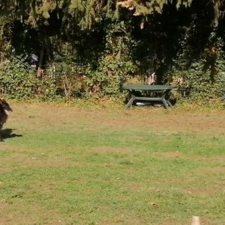 entrainement_section_obeissance