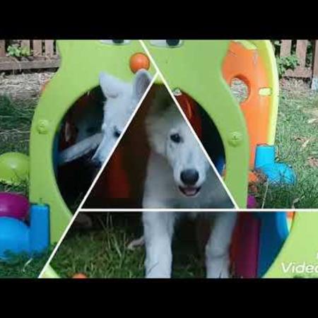 ecole_des_chiots_12-10-2019