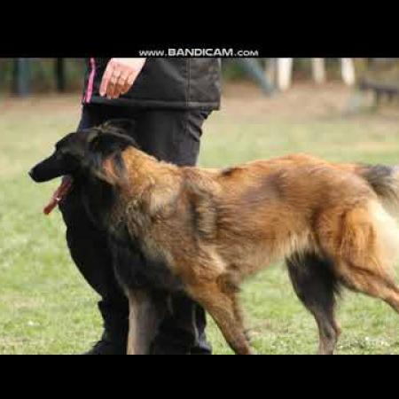 compilation_concours_dobeissance_21112021