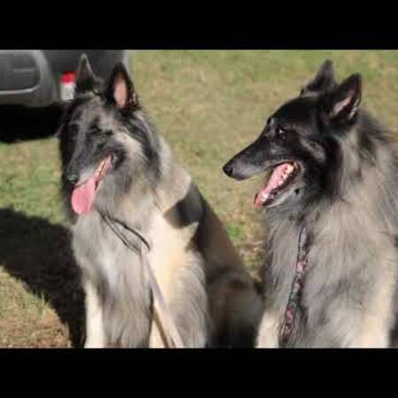 entrainement_de_flyball_le_19112022_avec_des_equipiers_italiens