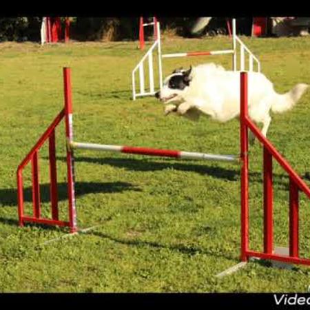 concours_agility_-_17_mars_2019