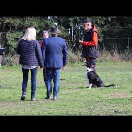 concours_dobeissance_21112021