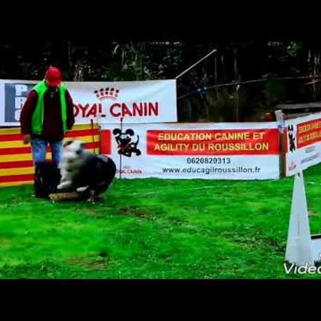 video_du_concours_flyball