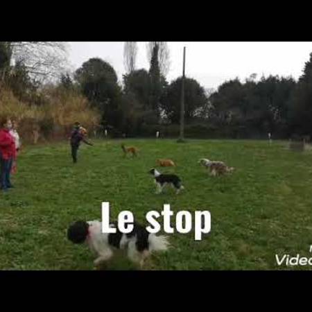 cours_adulte_avec_les_chiots