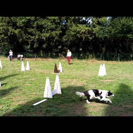 entrainement_flyball_en_video