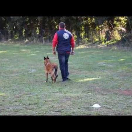 concours_dobeissance_nov_2017