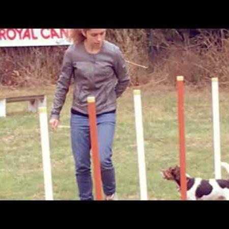 cours_agility_debutants